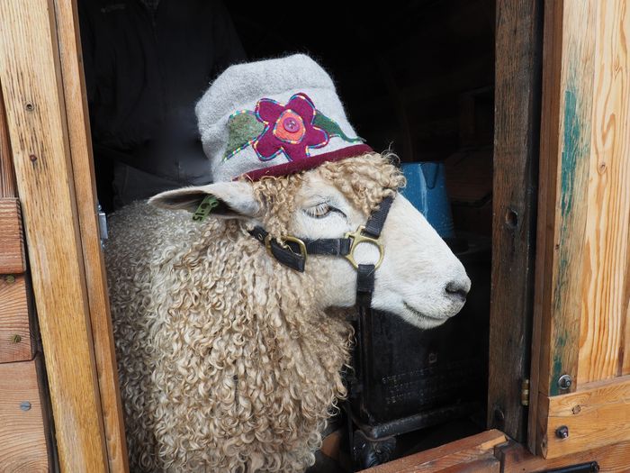 Wool hat appliqué designs — moose, bear, flower